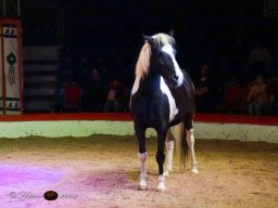 Circus YAKARI Show am 04.10.2024